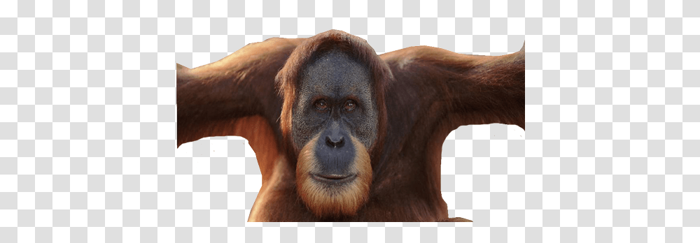 Orangutan, Animals, Wildlife, Mammal, Ape Transparent Png