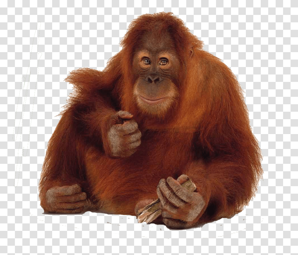 Orangutan, Animals, Wildlife, Mammal, Ape Transparent Png