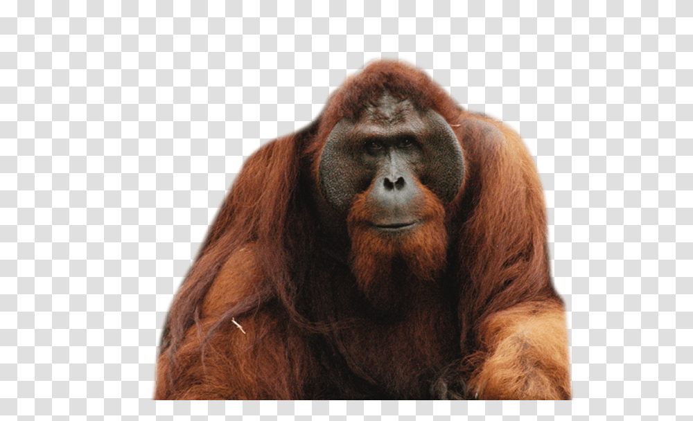 Orangutan, Animals, Wildlife, Mammal, Horse Transparent Png