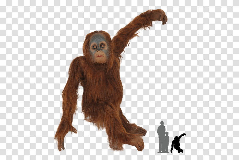 Orangutan, Ape, Wildlife, Mammal, Animal Transparent Png