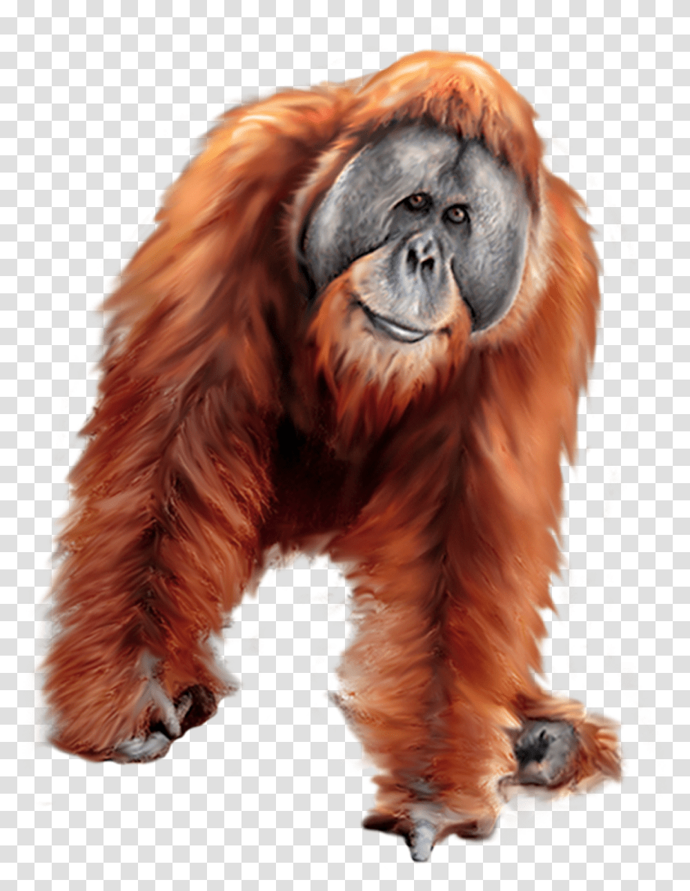 Orangutan Clipart, Mammal, Animal, Wildlife, Dog Transparent Png
