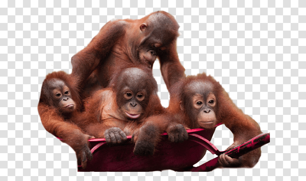 Orangutan Download Image Baby Orangutan Background, Wildlife, Animal, Mammal, Person Transparent Png