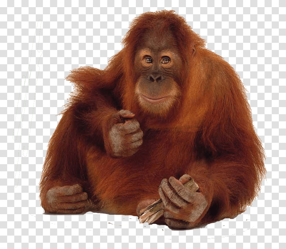 Orangutan Images Free Download Orang Utan, Ape, Wildlife, Mammal, Animal Transparent Png