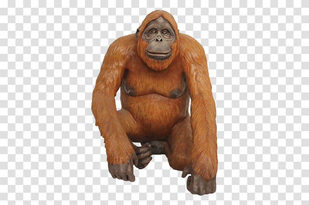 Orangutan Images Free Download Orangutan, Ape, Wildlife, Mammal, Animal Transparent Png