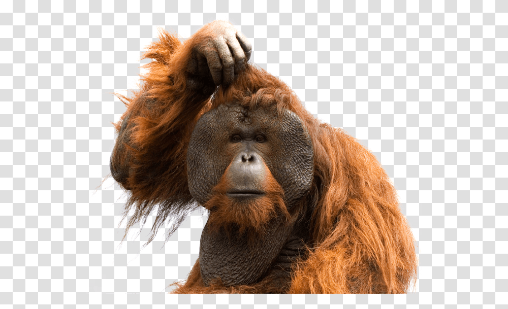 Orangutan Images Free Download Orangutan, Wildlife, Animal, Mammal, Dog Transparent Png