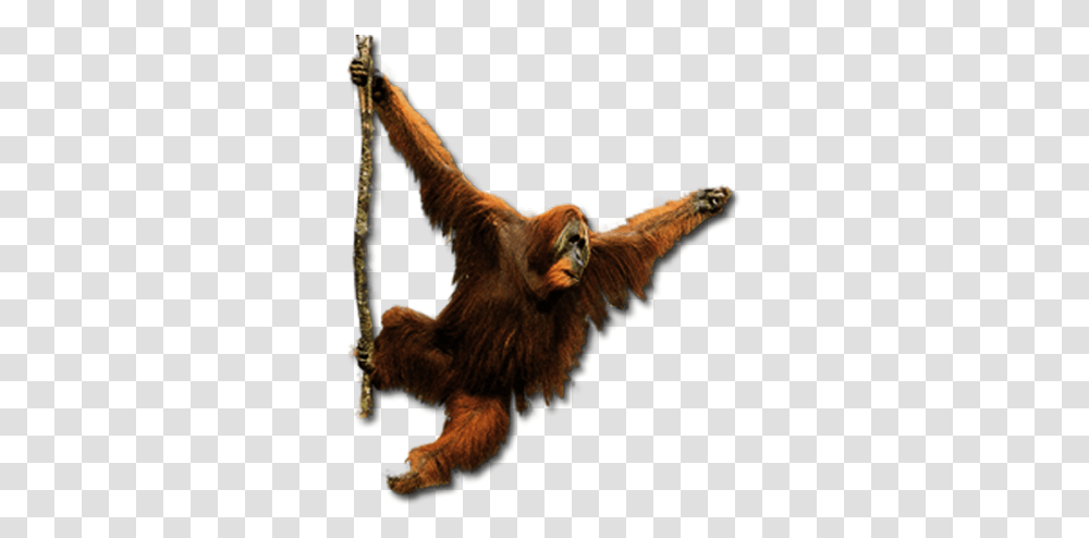 Orangutan Orangutan, Wildlife, Animal, Mammal, Ape Transparent Png
