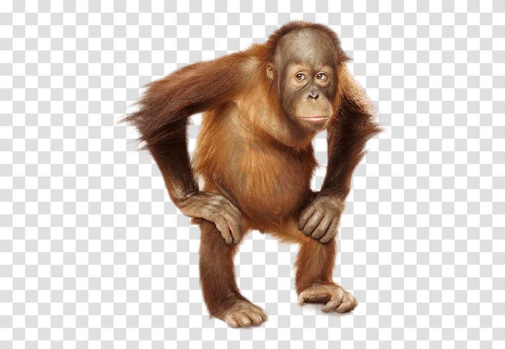 Orangutan Photo Orang, Wildlife, Animal, Mammal, Ape Transparent Png