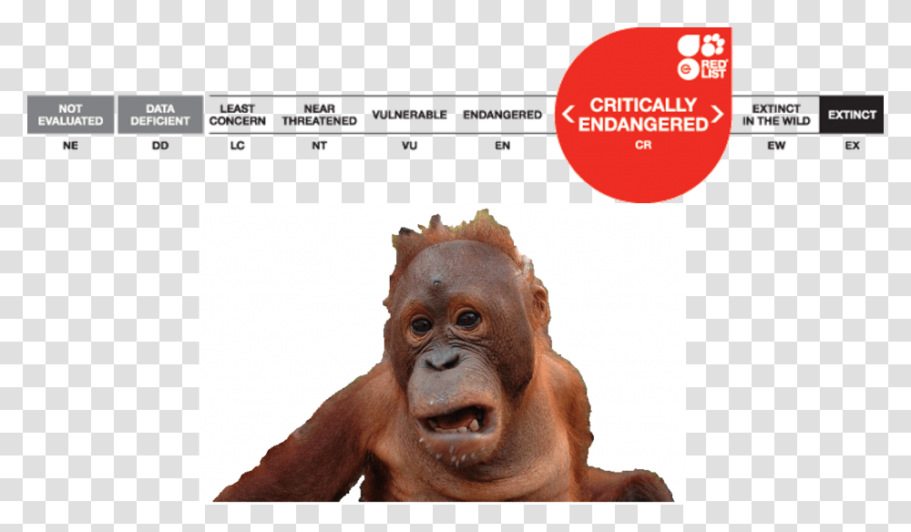 Orangutan Status, Wildlife, Animal, Mammal, Person Transparent Png