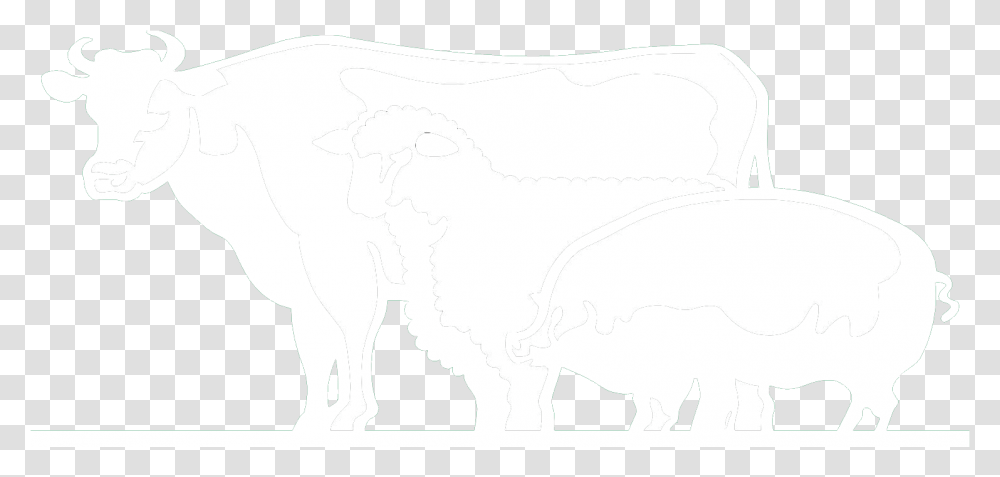 Orara Valley Shires Cow, Mammal, Animal, Bull, Pet Transparent Png