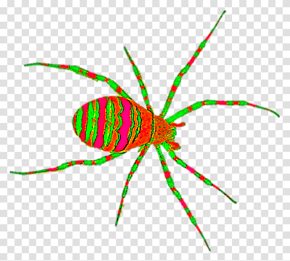 Orb Weaver Spider, Animal, Invertebrate, Garden Spider, Insect Transparent Png