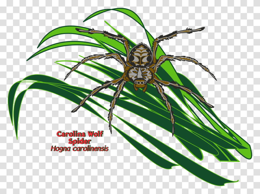 Orb Weaver Spider, Garden Spider, Insect, Invertebrate, Animal Transparent Png
