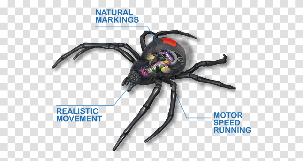 Orb Weaver Spider, Invertebrate, Animal, Sink Faucet, Arachnid Transparent Png