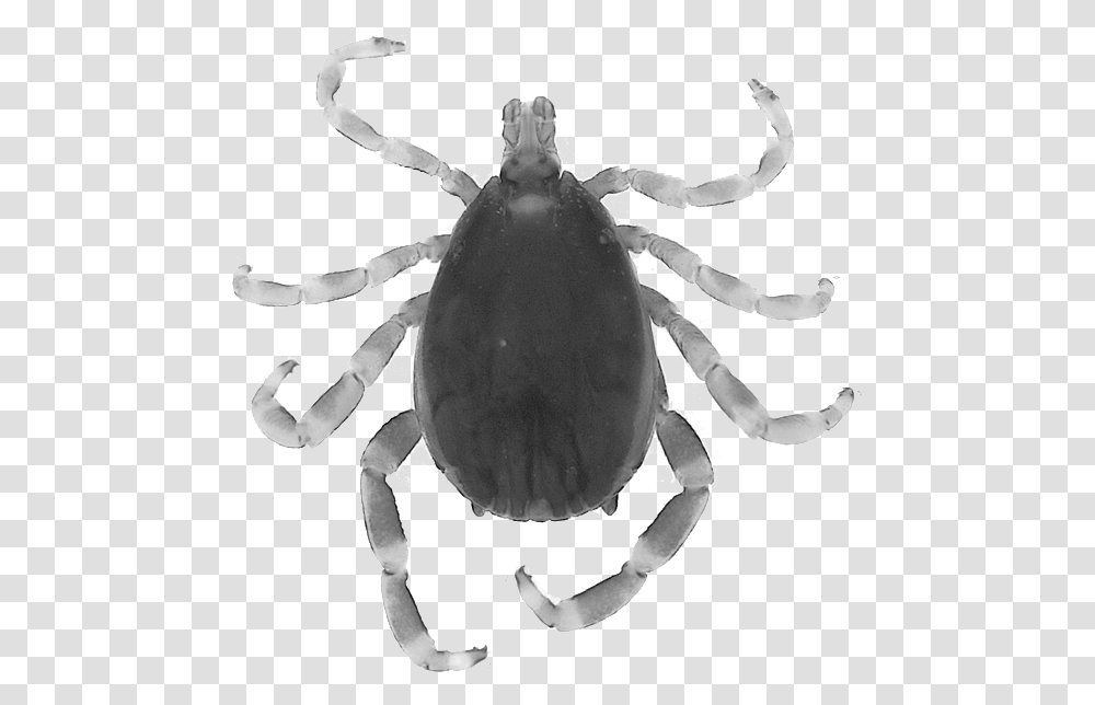 Orb Weaver Spider, Tick, Person, Human Transparent Png