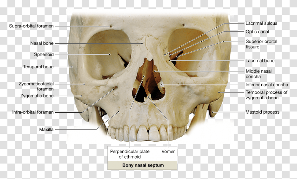 Orbits On The Skull, Jaw, Hip, Skeleton, Teeth Transparent Png