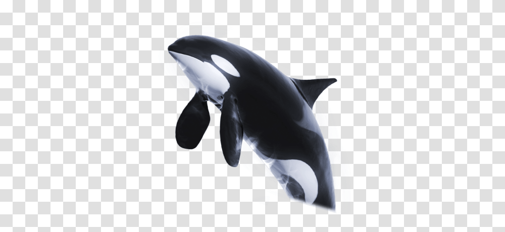 Orca And Vectors For Free Download Orca, Helmet, Clothing, Apparel, Mammal Transparent Png