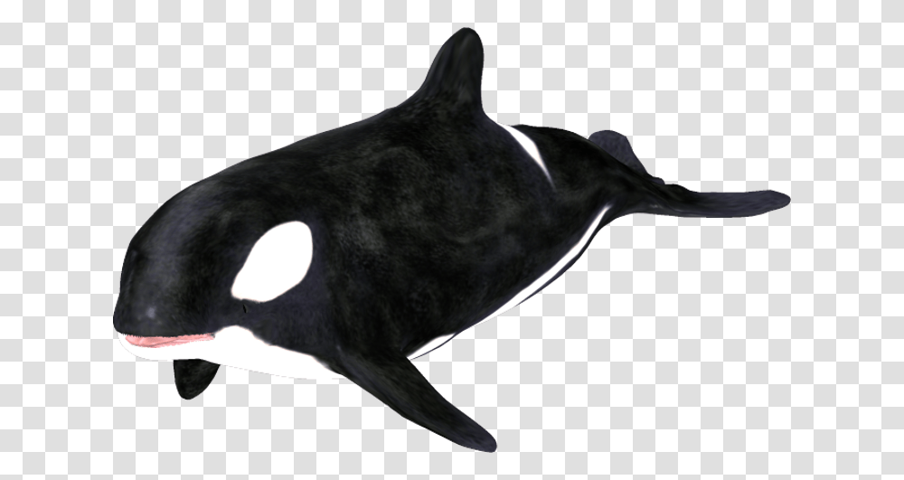 Orca Clip Art, Sea Life, Animal, Mammal, Whale Transparent Png