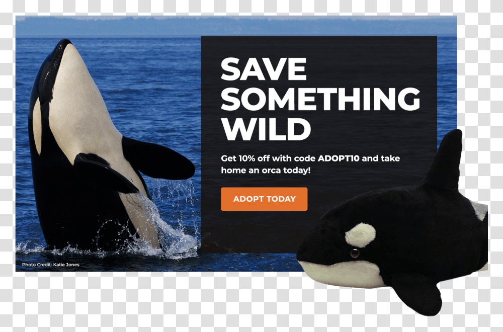 Orca Defenders Of Wildlife Whale Background, Mammal, Sea Life, Animal, Killer Whale Transparent Png