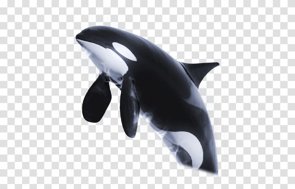 Orca, Helmet, Apparel, Mammal Transparent Png