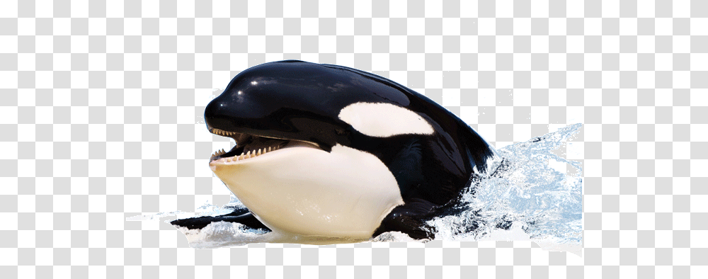 Orca Killer Whale, Mammal, Sea Life, Animal, Bird Transparent Png