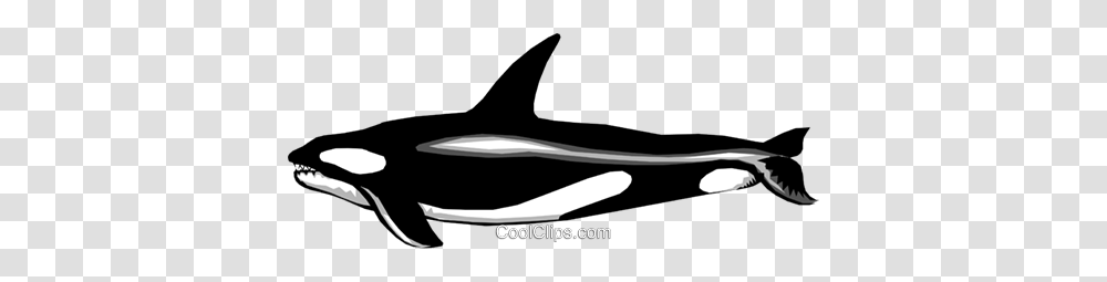 Orca Livre De Direitos Vetores Clip Art, Sea Life, Animal, Mammal, Whale Transparent Png