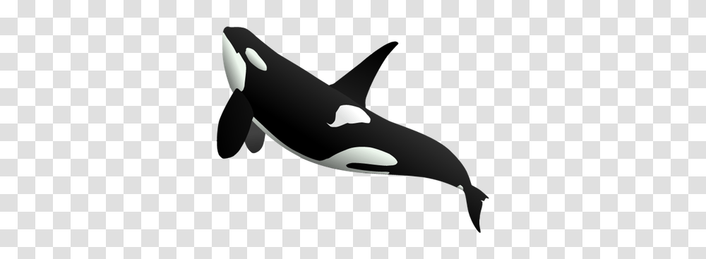 Orca, Mammal, Sea Life, Animal, Killer Whale Transparent Png