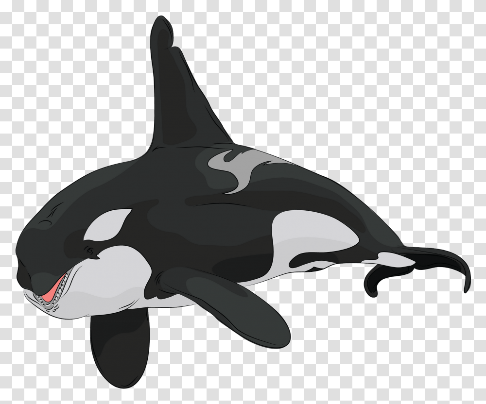 Orca, Mammal, Sea Life, Animal Transparent Png