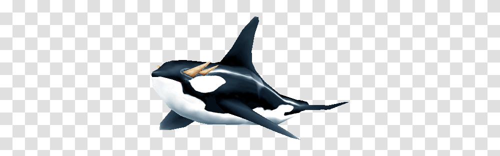 Orca, Mammal, Sea Life, Animal, Whale Transparent Png