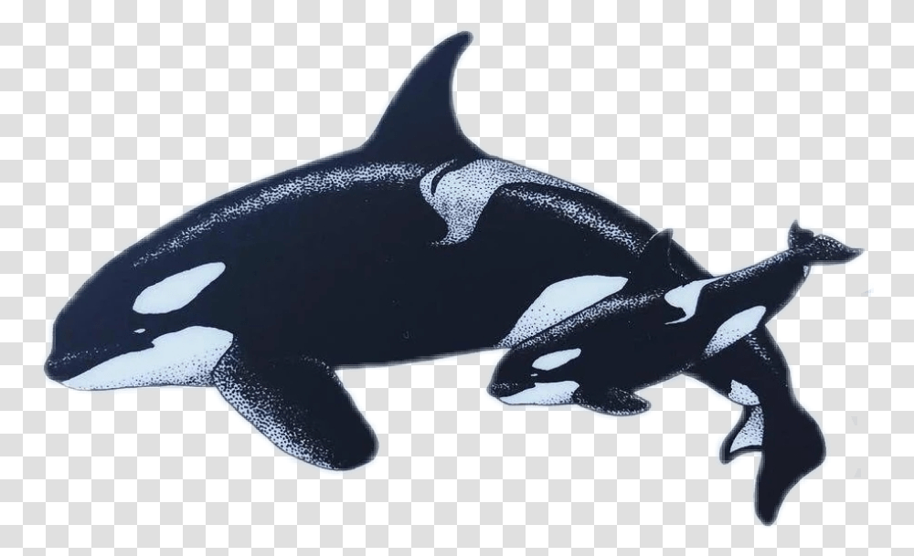 Orca Orcas Killerwhale Killerwhales Whale Whales Killer Whale, Mammal, Sea Life, Animal, Shark Transparent Png