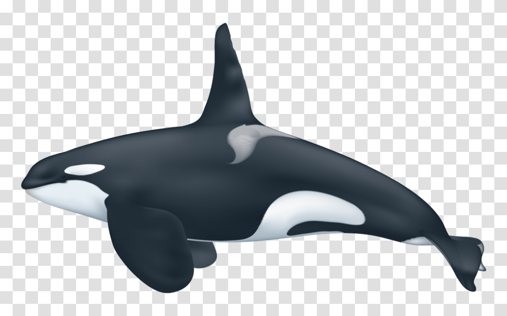 Orca, Sea Life, Animal, Mammal, Killer Whale Transparent Png