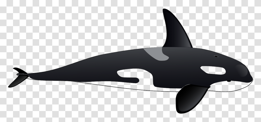 Orca Whale Full Body, Sea Life, Animal, Mammal, Killer Whale Transparent Png