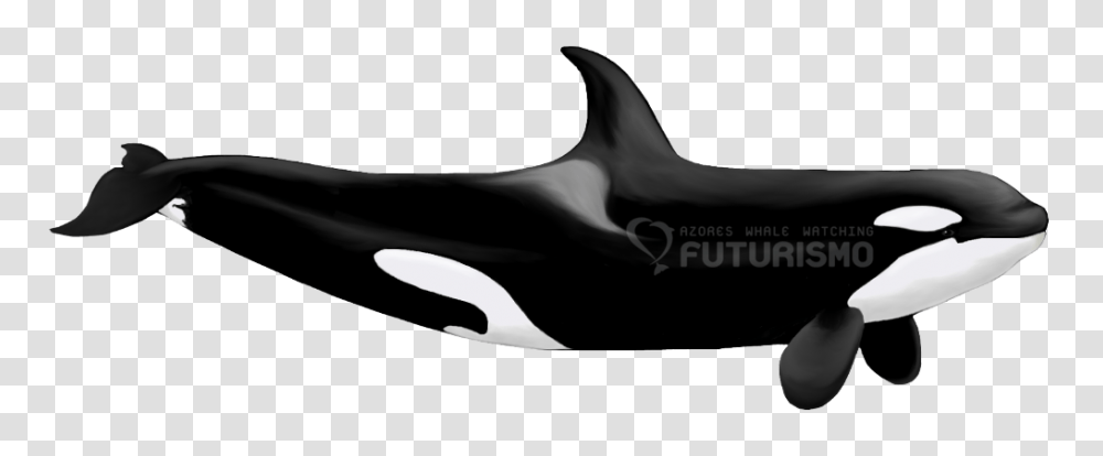 Orcakiller Whale Futurismo, Sea Life, Animal, Mammal Transparent Png