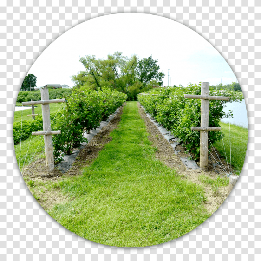 Orchard View, Outdoors, Nature, Farm, Rural Transparent Png
