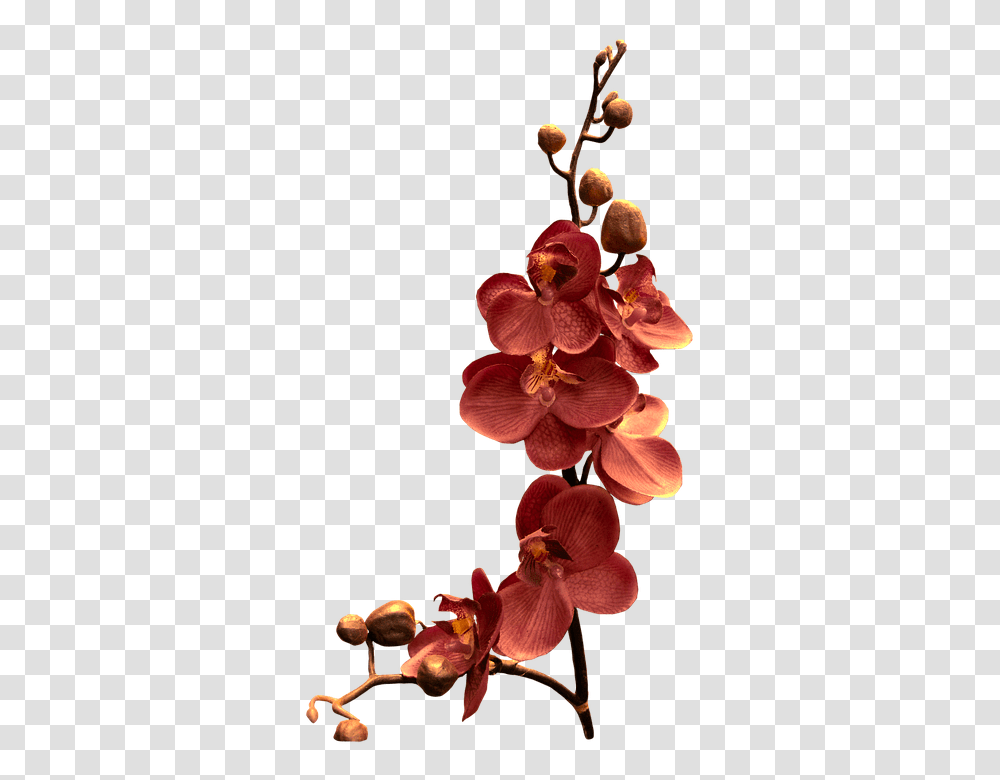 Orchid 960, Flower, Plant, Geranium, Petal Transparent Png