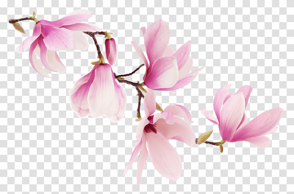 Orchid 1324 Worldlennium Pink Magnolia Flowers, Plant, Blossom, Petal Transparent Png