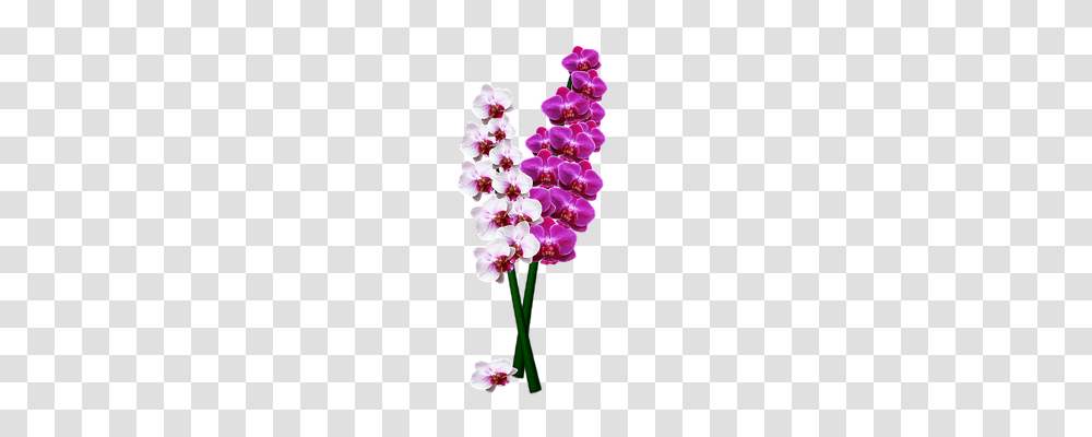 Orchid Nature, Plant, Flower, Blossom Transparent Png