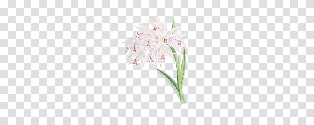 Orchid Nature, Plant, Flower, Blossom Transparent Png