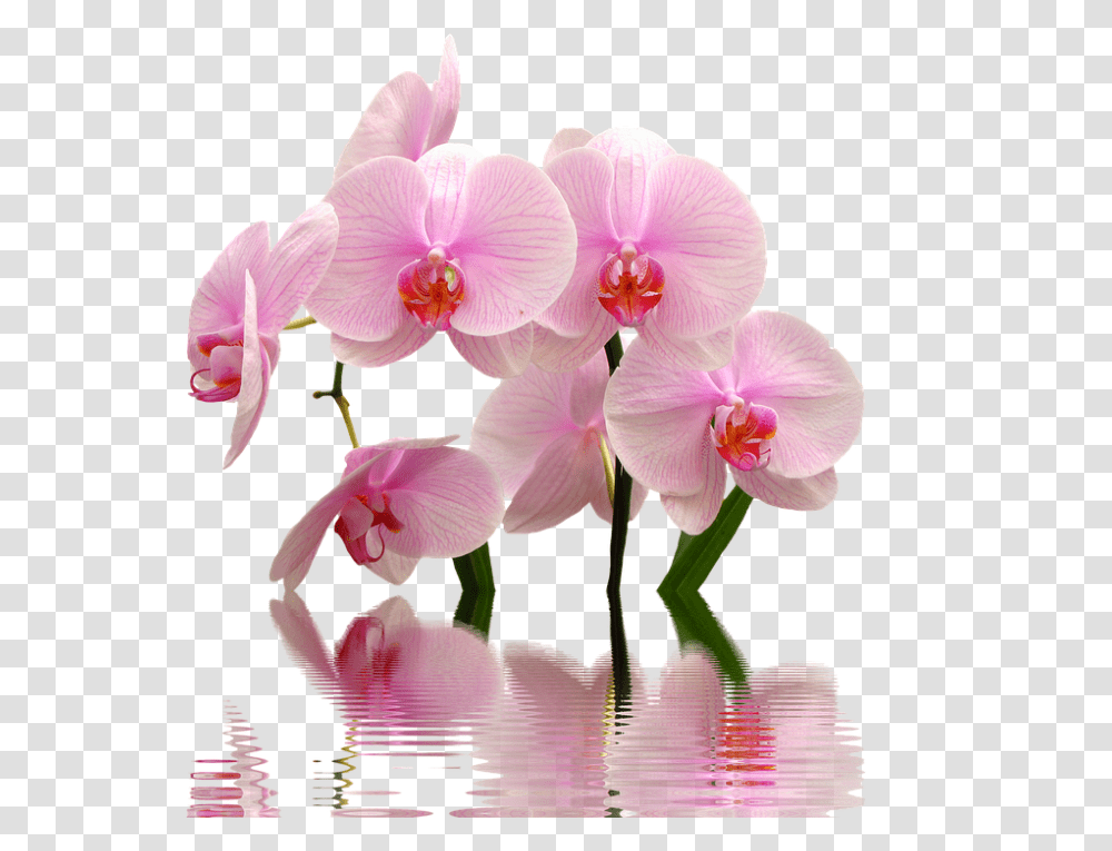 Orchid 960, Flower, Plant, Blossom, Petal Transparent Png