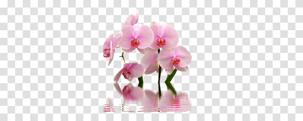 Orchid Nature, Plant, Flower, Blossom Transparent Png