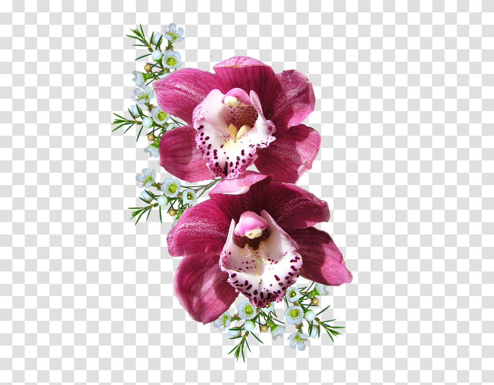 Orchid 960, Flower, Plant, Blossom, Flower Arrangement Transparent Png