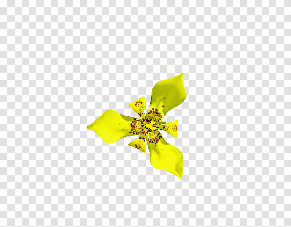 Orchid 960, Flower, Plant, Blossom, Daffodil Transparent Png