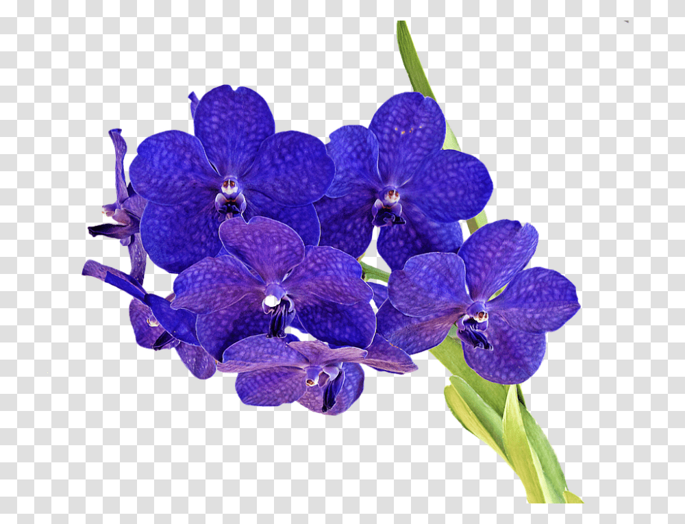 Orchid 960, Flower, Plant, Blossom, Iris Transparent Png