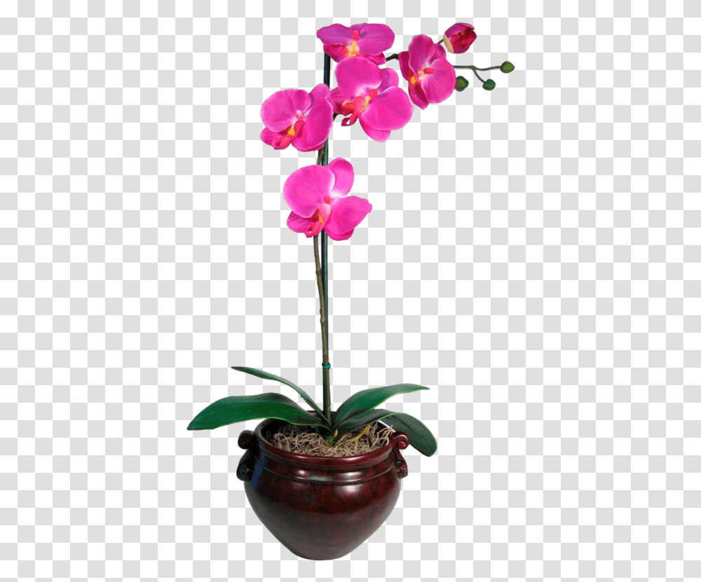 Orchid Blank Template Imgflip Purple Orchid, Plant, Flower, Blossom, Geranium Transparent Png