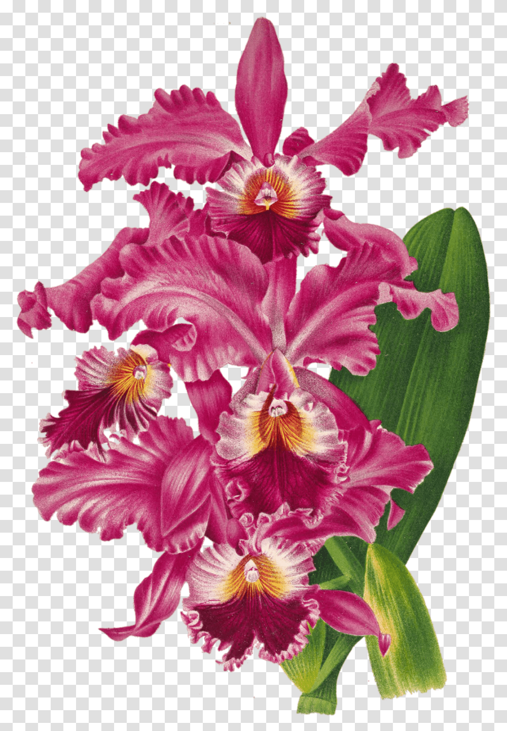 Orchid Blossom Flower Free Stock Photo Public Christmas Orchid, Plant, Gladiolus, Geranium Transparent Png