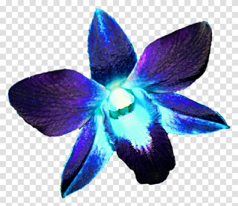 Orchid Blue Orchid Blue And Purple, Plant, Petal, Flower, Blossom Transparent Png