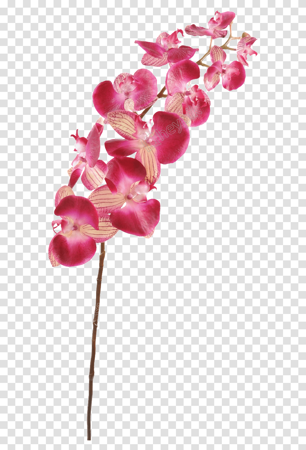 Orchid Cartoon Orchid Stems, Plant, Flower, Blossom, Petal Transparent Png