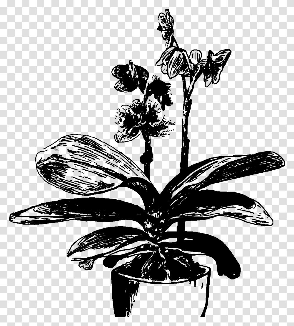 Orchid Cattlianthe Jewel Box, Gray, World Of Warcraft Transparent Png