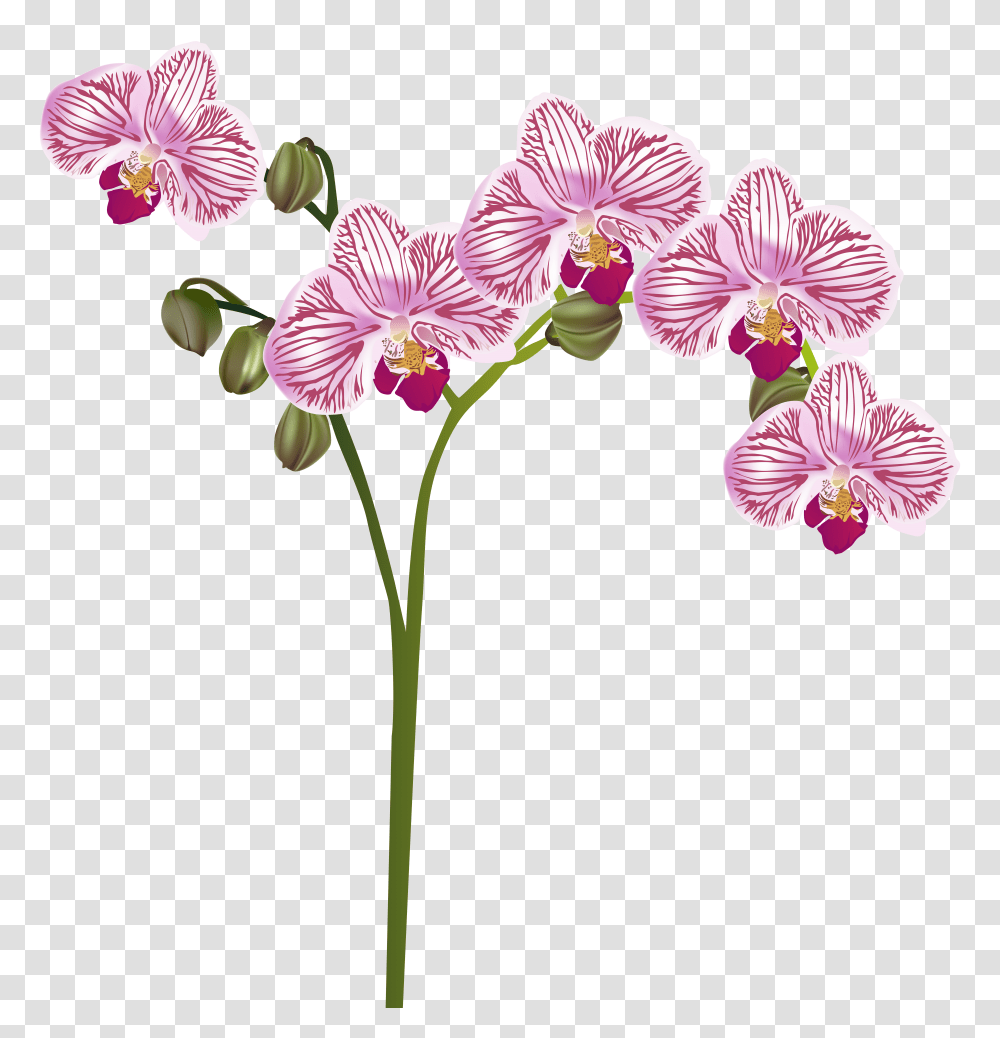 Orchid Clip Art Transparent Png