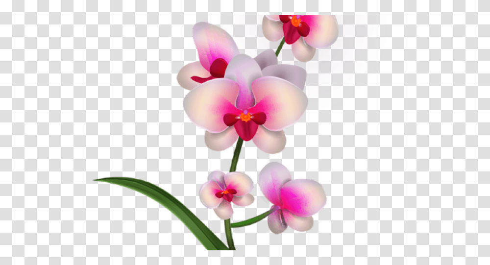 Orchid Clipart Bougainvillea Orchid Clipart, Plant, Flower, Blossom Transparent Png