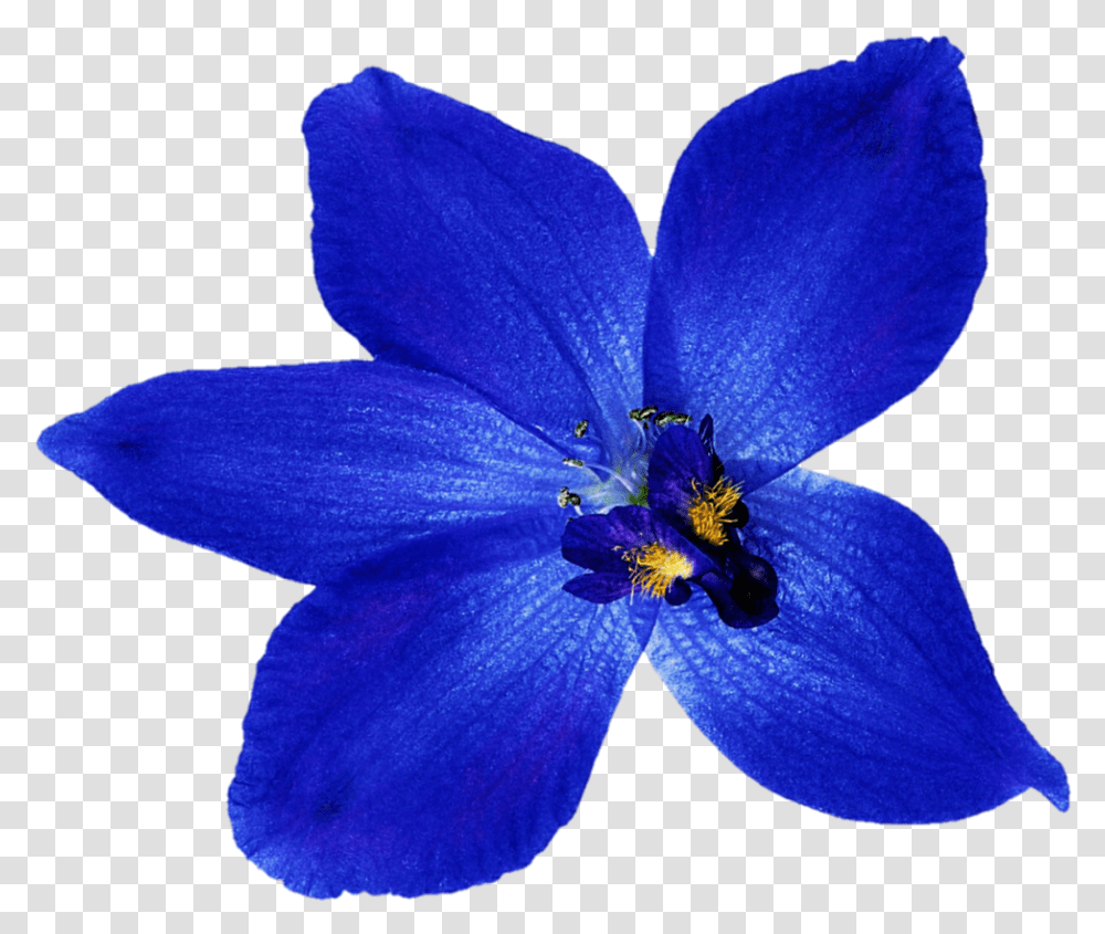 Orchid Clipart Deep Blue Orchid Blue Flower, Geranium, Plant, Blossom, Pollen Transparent Png
