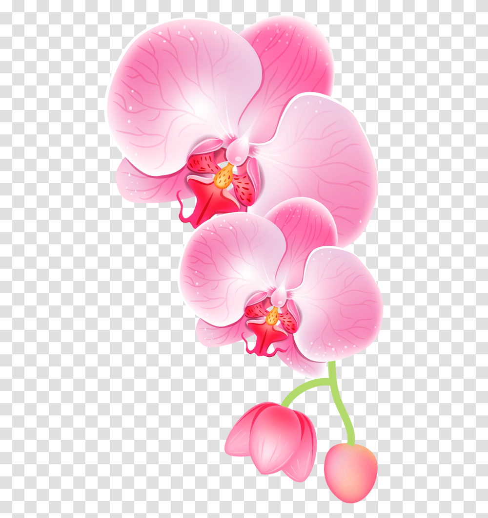 Orchid Clipart, Plant, Flower, Blossom Transparent Png